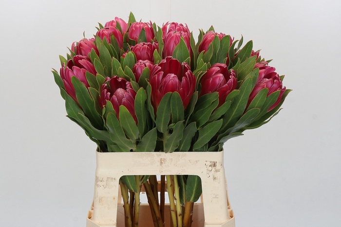 <h4>Protea Brenda</h4>