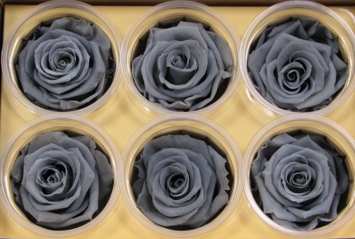 <h4>R Prs Gray Splendid</h4>