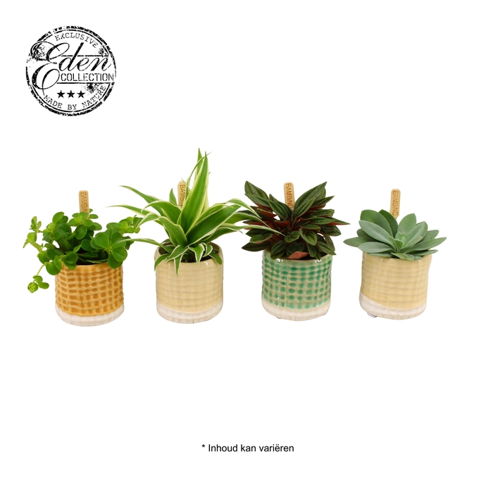 <h4>Gemengde tray 5,5cm in elsa potje</h4>