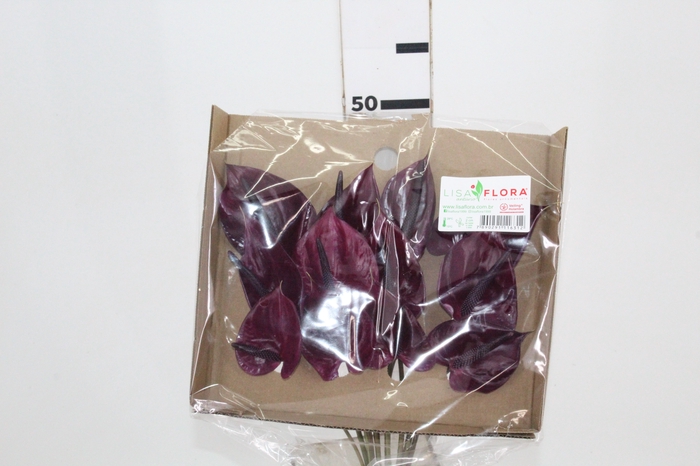 <h4>ANTHURIUM MARAVILHA 025 CM DIAM MIN 6 CM ROXO</h4>