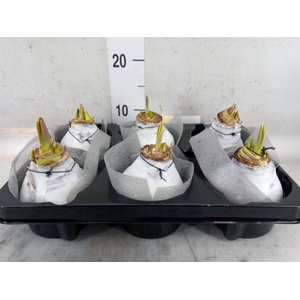 Hippeastrum   ...waxed