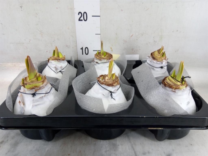 <h4>Hippeastrum   ...waxed</h4>