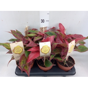 Aglaonema  'Crete'