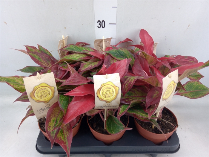 <h4>Aglaonema  'Crete'</h4>