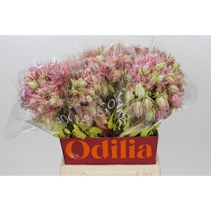 Blushing Bride Pink 2/5 Flowers