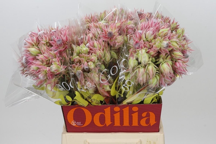 <h4>Blushing Bride Pink 2/5 Flowers</h4>