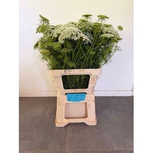 AMMI VISNAGA