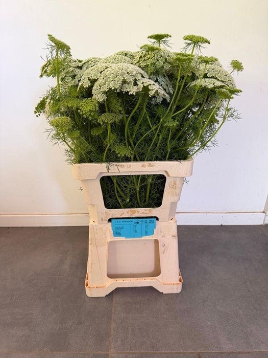 <h4>AMMI VISNAGA</h4>