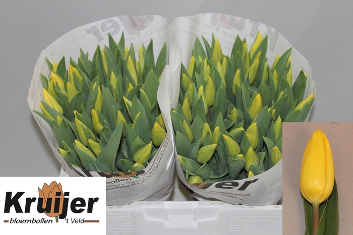 <h4>TU EN STRONG GOLD</h4>