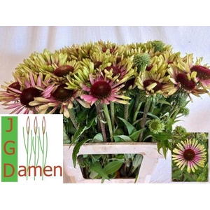 ECHI GREEN TWISTER