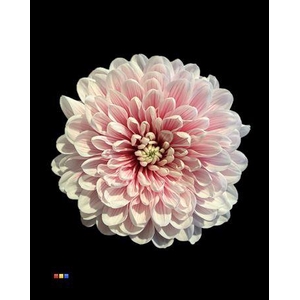 Chr T Altaj Red Striped