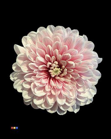 <h4>Chr T Altaj Red Striped</h4>