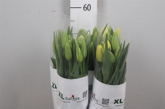 <h4>Tu En Ouveze</h4>