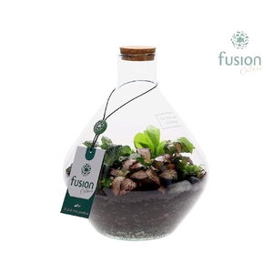Arrangementen kamerplanten groen H% glas FC-21.1959FDH