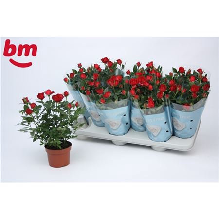 <h4>Rosa Jewel Rood</h4>