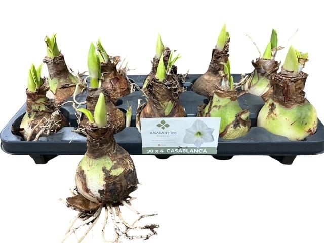 <h4>BLOEMBOL HIPPEASTRUM</h4>