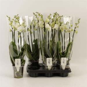 PHAL AN INVERNESS