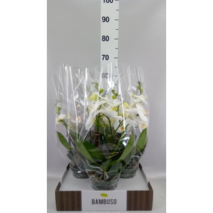 Phalaenopsis   ...white