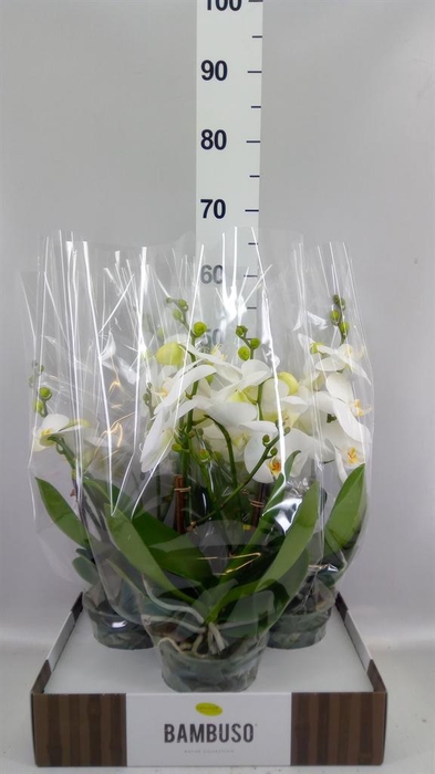 <h4>Phalaenopsis   ...white</h4>