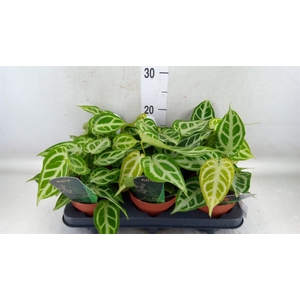 Anthurium clarinervium