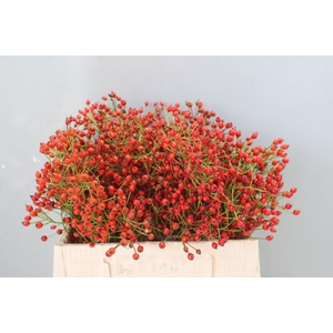 ROSA PRINSBERRY FIRE