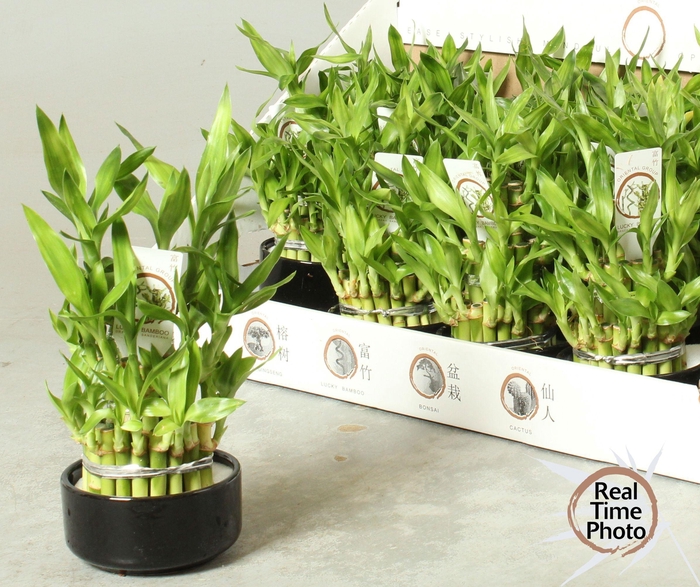 <h4>Dra Lucky Bamboo</h4>