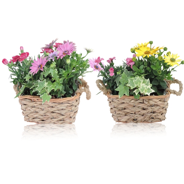 <h4>Arrangementen Hyacinthus 6%</h4>