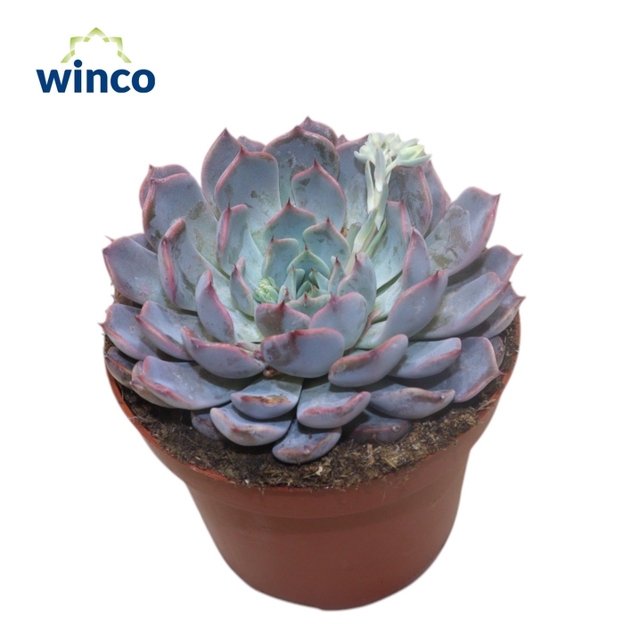 <h4>Echeveria Rosea</h4>