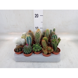 Cactus   ...mix