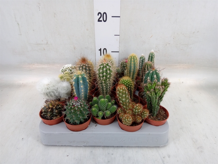 <h4>Cactus   ...mix</h4>