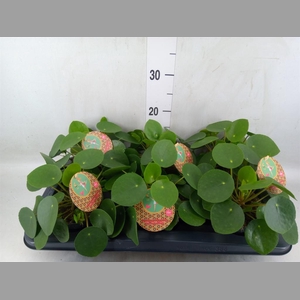 Pilea peperomioides