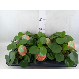 Pilea peperomioides