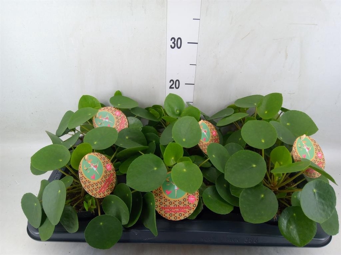 <h4>Pilea peperomioides</h4>