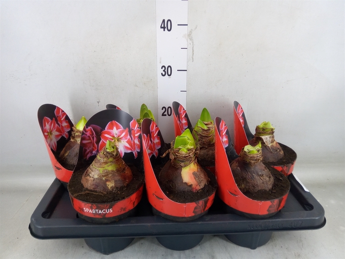 <h4>Hippeastrum GG 'Spartacus'</h4>