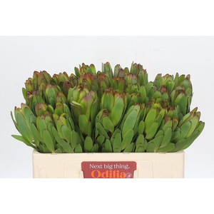 LEUCAD SAF GOLDSTRIK