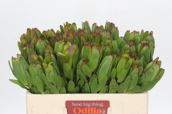 <h4>LEUCAD SAF GOLDSTRIK</h4>