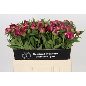 Paeonia paul m wild