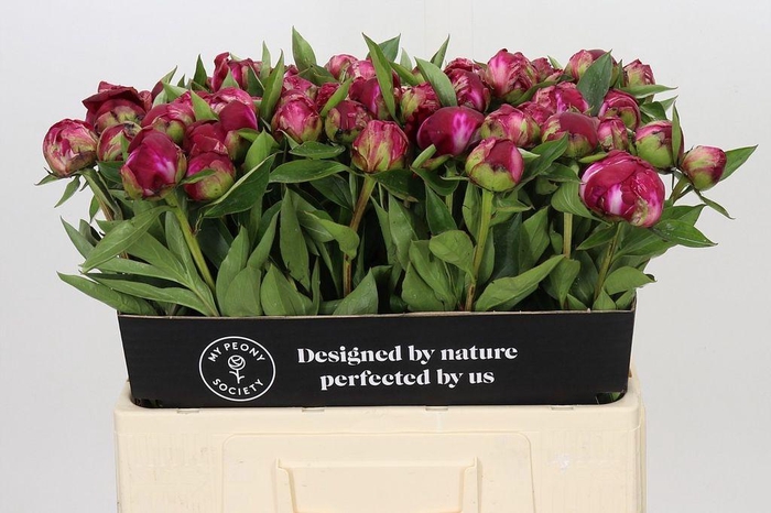 <h4>Paeonia paul m wild</h4>