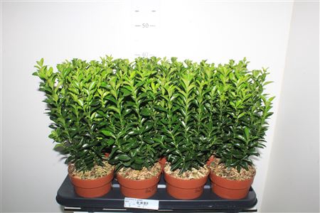 <h4>Euonymus Ov Green</h4>