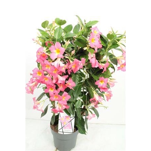 Mandevilla Quartz Trellis