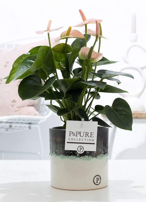 <h4>Anthurium pink (Spirit) in P&PURE Illusion ceramics;</h4>