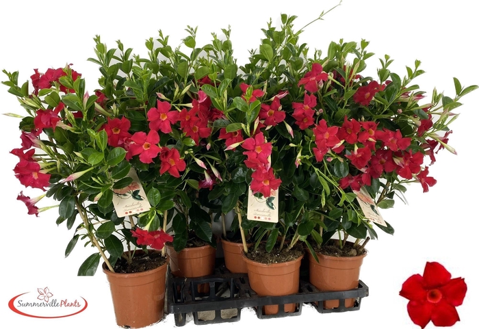 <h4>MANDE SUN EA SCARLET</h4>