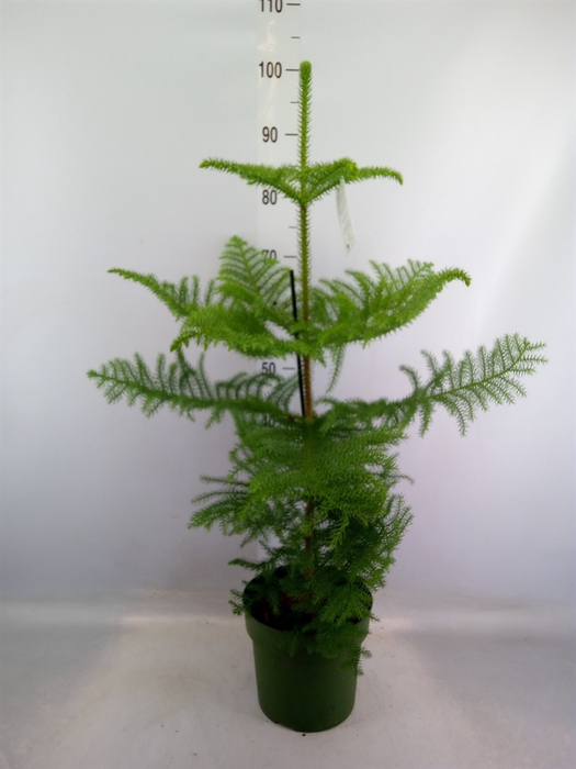 <h4>Araucaria heterophylla</h4>