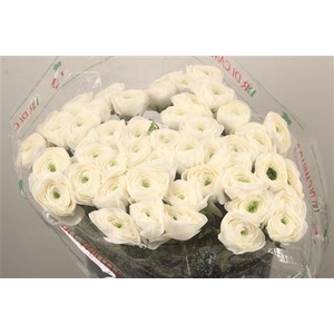 Ran... Su Siberia Super X50