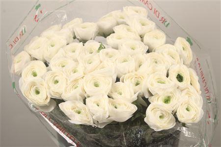 <h4>Ran... Su Siberia Super X50</h4>