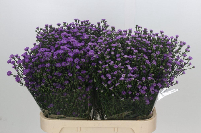 Aster Baby Pink