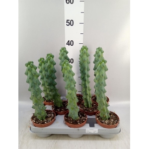 Cereus   ...