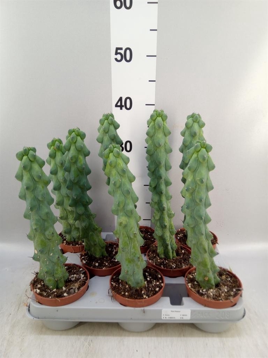 <h4>Cereus ...</h4>