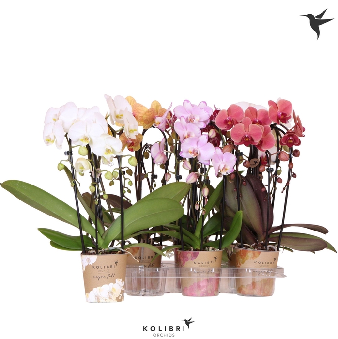 <h4>Kolibri Orchids Cascade Niagara Fall mix 3 spike</h4>