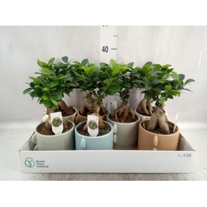 Ficus microcarpa 'Ginseng'